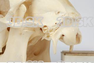 Skull Sheep - Ovis aries 0058